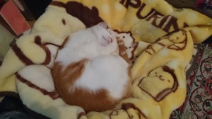 DSC_0016　茶々丸20160412　1